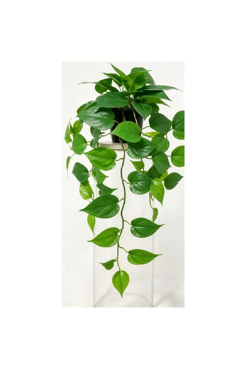 New In Fernza White Edged Potted Plant Green H50Cm