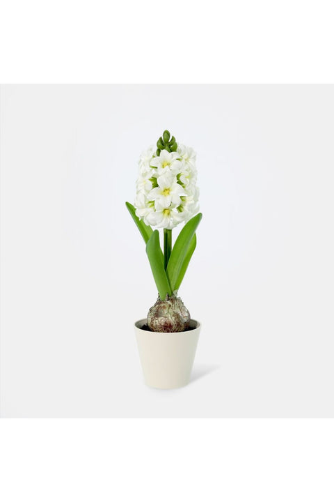 New In Fernza Hyacinthus Potted Plant White H30Cm