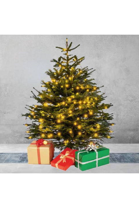 Fresh Premium Christmas Tree with Box Decoration 230cm