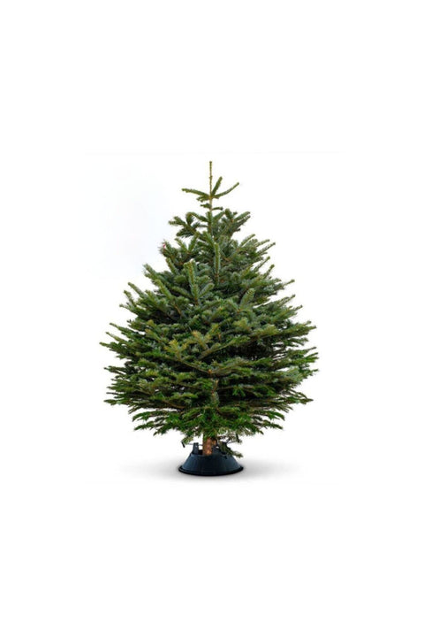Fresh Premium Christmas Tree With Stand 230cm