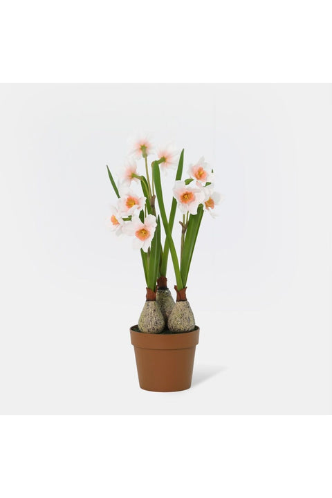 New In Fernza Daffodil Potted Plant White H37Cm