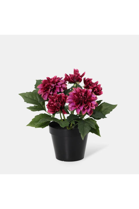 New In Fernza Dahlia Potted Plant Purple H26Cm