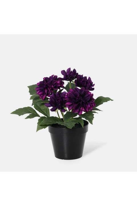 New In Fernza Dahlia Potted Plant Red H26Cm