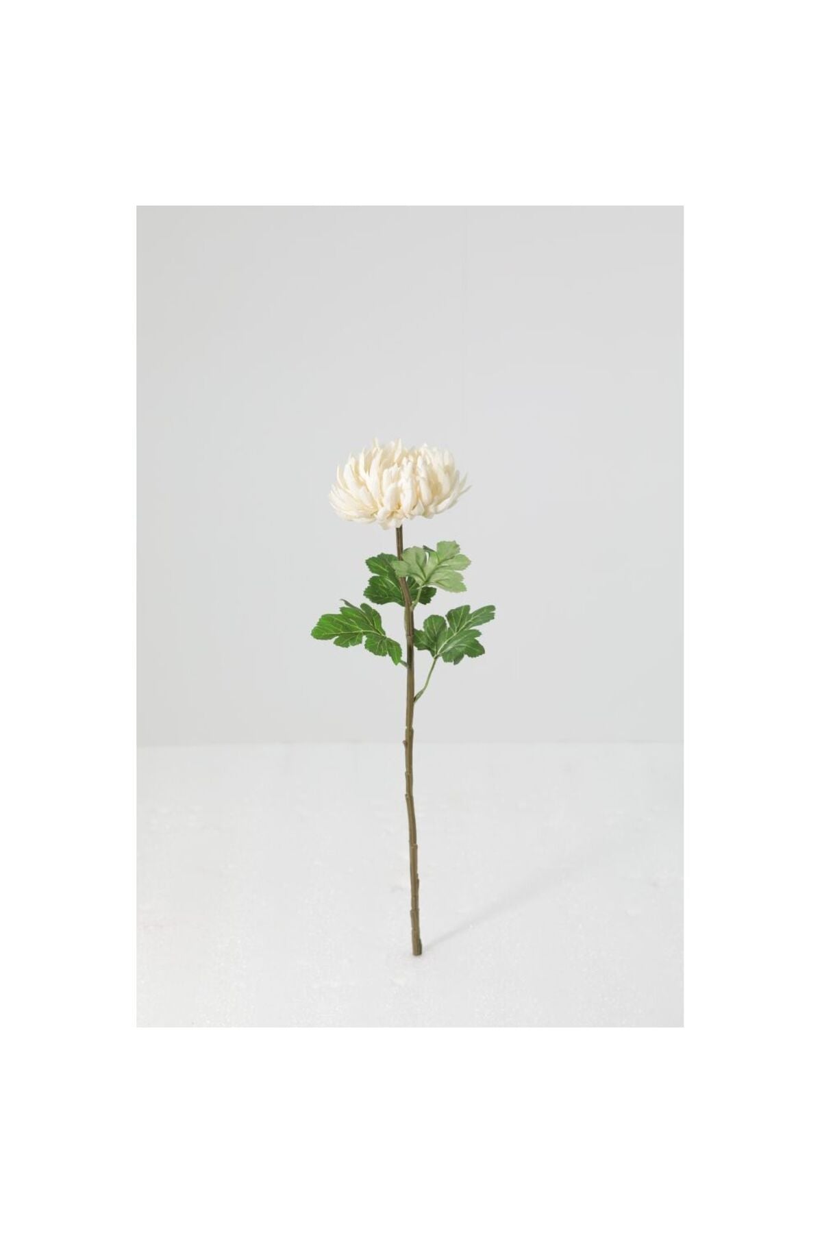 New In Fernza Crab Claw Chrysanthemum Single Branch White H56Cm