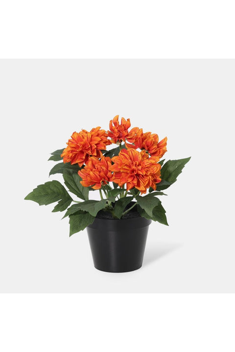 New In Fernza Dahlia Potted Plant Orange H26Cm