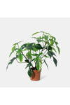 New In Fernza Philodendron Florida Green H58Cm
