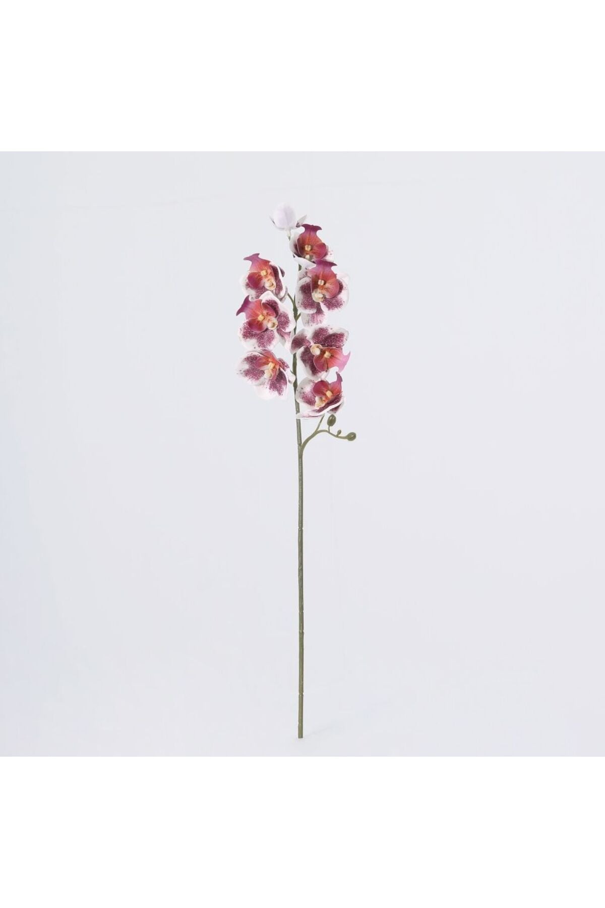New In Fernza Delphinium Single Stem Red-Pink H55Cm