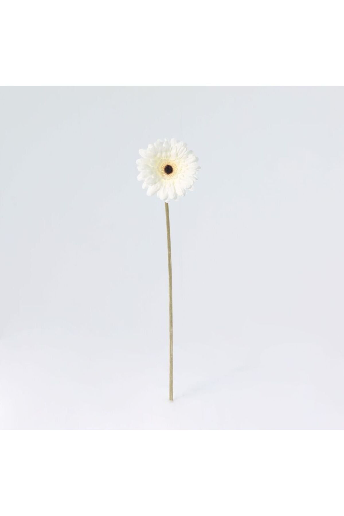 New In Fernza Gerbera Daisy Single Stem White H52Cm