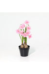 New In Fernza Daffodil Potted Plant Pink H37Cm