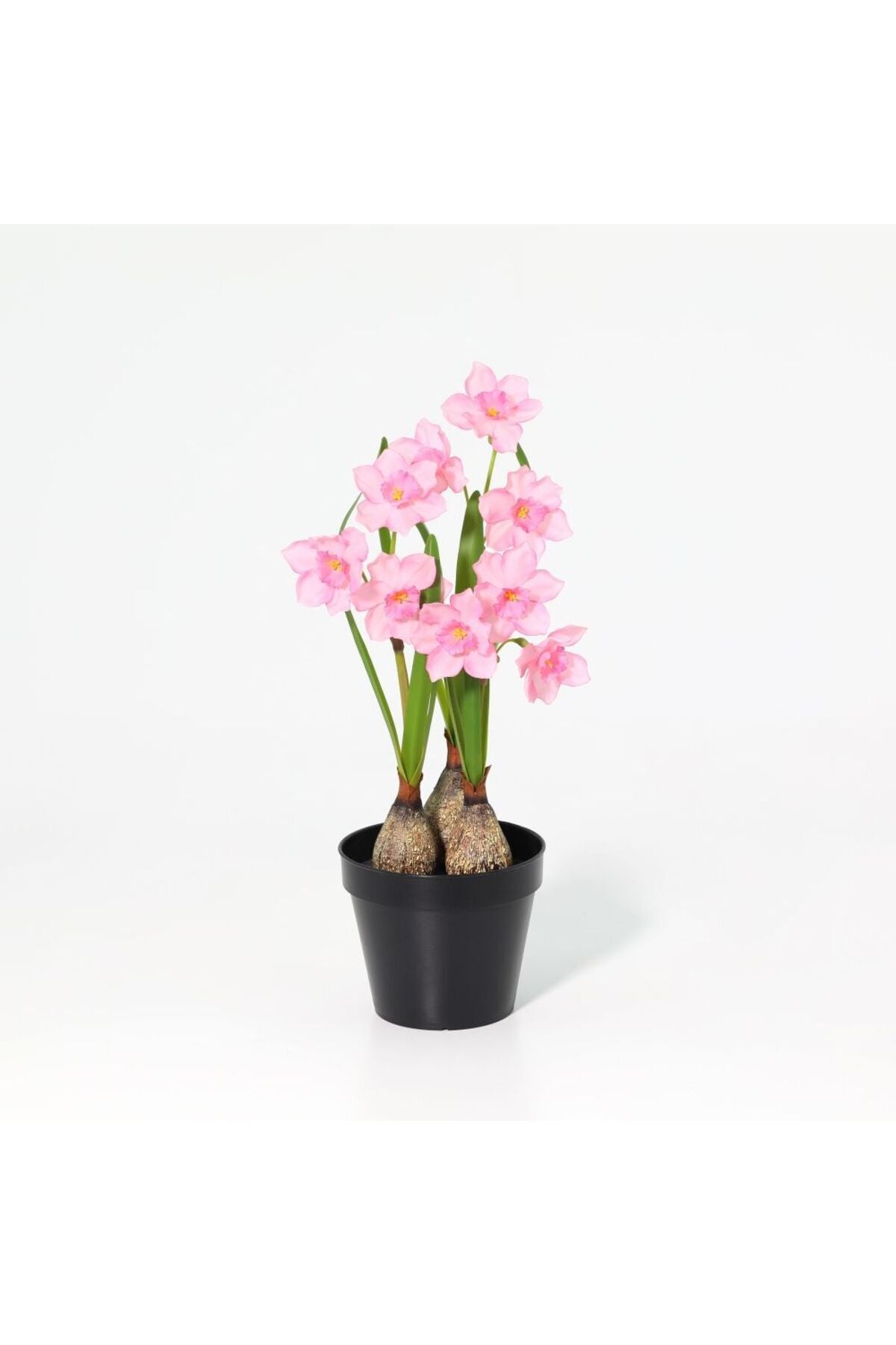 New In Fernza Daffodil Potted Plant Pink H37Cm