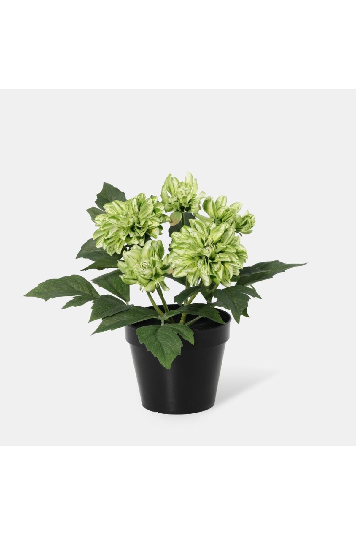 New In Fernza Dahlia Potted Plant Green H26Cm