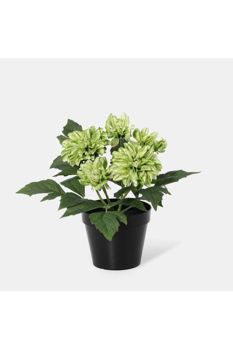 New In Fernza Dahlia Potted Plant Green H26Cm