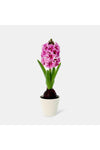 New In Fernza Hyacinthus Potted Plant Purple H30Cm