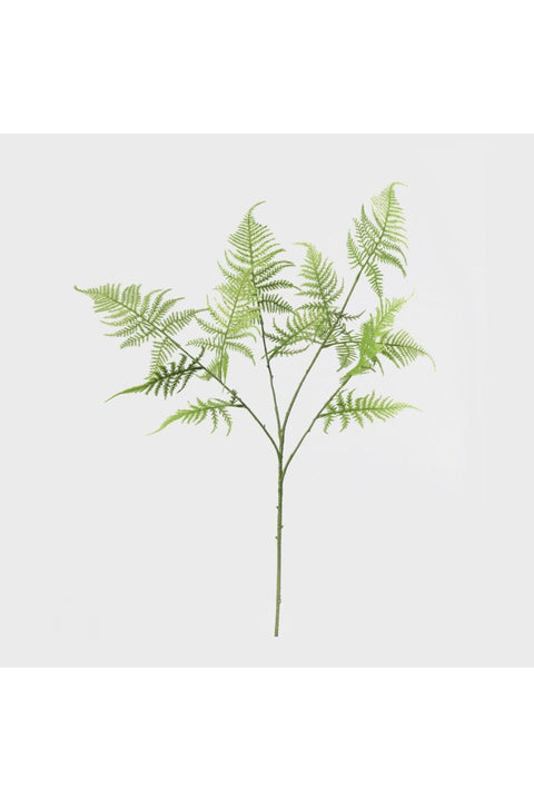 New In Fernza Asparagus Single Stem Green H95Cm