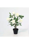 Fernza Garden Rose White H47Cm