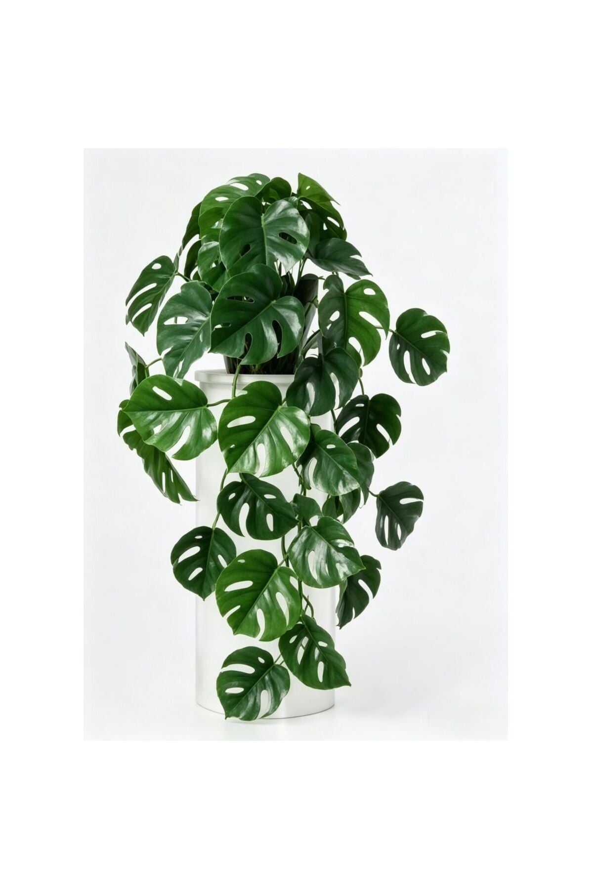 New In Fernza Hanging Monstera Green H45Cm