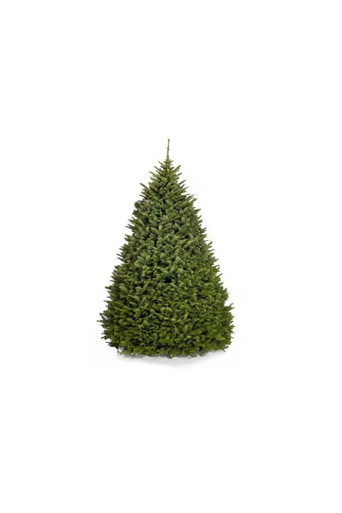 Fresh Premium Christmas Tree 230cm