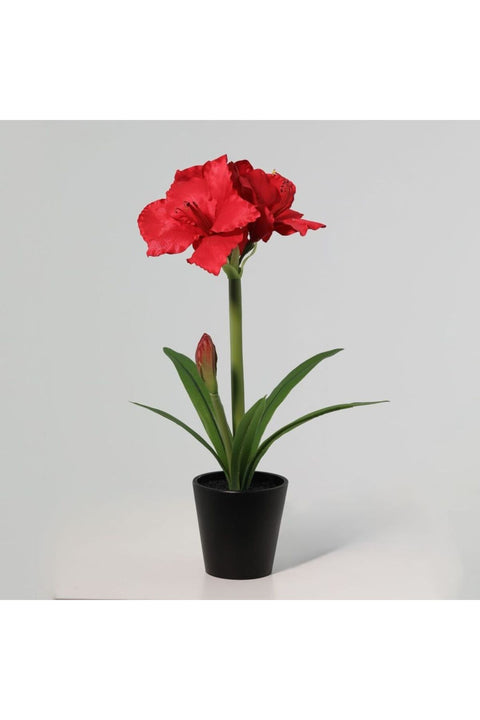 New In Fernza Orchid Red H55Cm