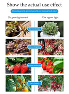 DUNISO USB clip plant growth light, 1 lamp head, timed full spectrum, succulent herb seedling supplement light, LED plant growth light, used to promote plant growth - Image 3
